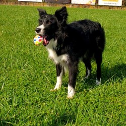 DINGO Zabawka dla psa piłka tenisowa ø 6,5 cm