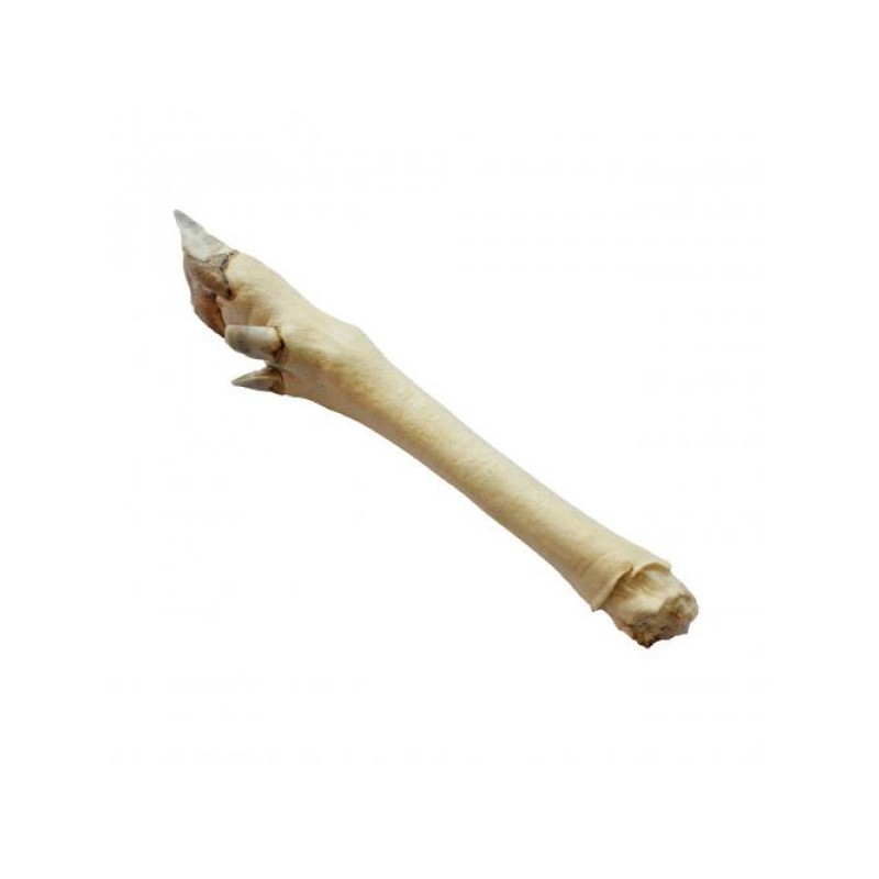 ABAKUS Noga jelenia 1 szt. - biała