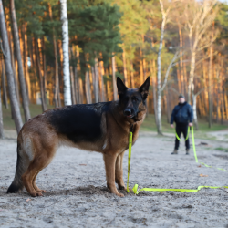 DINGO Smycz Treningowa bez rączki Flex - zielona 1,6 cm x 10 m