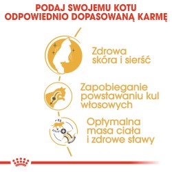 ROYAL CANIN Norwegian Forest Cat Adult karma sucha dla kotów dorosłych rasy norweski leśny 10 kg