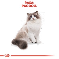 ROYAL CANIN Ragdol Adult karma sucha dla kotów dorosłych rasy ragdoll 10 kg