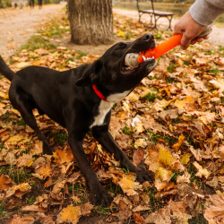 DINGO Aport Dent 24 cm