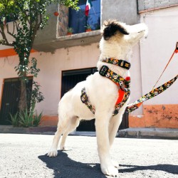 DINGO Szelki Guard City Chiapas S