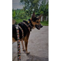 DINGO Obroża regulowana City Chiapas 3,0 x 60 cm