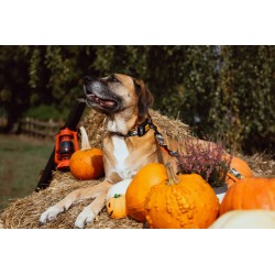 DINGO Obroża regulowana City Chiapas 4,0 x 75 cm