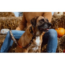 DINGO Smycz przepinana City Chiapas 2,0 x 220 cm