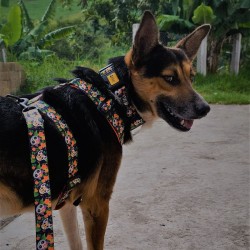 DINGO Smycz przepinana City Chiapas 2,0 x 220 cm