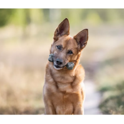 ECOMFY Zabawka Dental Bone Olive 12,5 cm