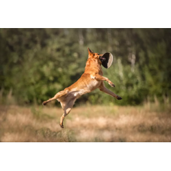 ECOMFY Zabawka Super Fly Dysk 23 cm - oliwkowy