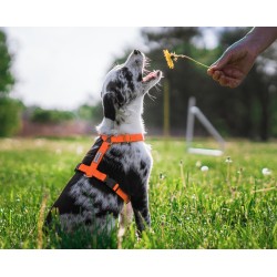 AMIPLAY Szelki regulowane Samba Step-in - Pomarańczowy L