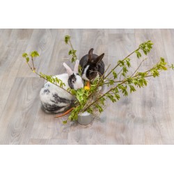 TRIXIE Paśnik dla gryzoni/królików ceramika/drewno 26 x 23 x 17 cm - szary