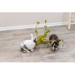 TRIXIE Paśnik dla gryzoni/królików ceramika/drewno 26 x 23 x 17 cm - szary