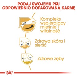 ROYAL CANIN Jack Russell Adult karma sucha dla dorosłych psów od 10 miesiąca, rasy Jack Russel Terrier 500g