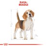 ROYAL CANIN Beagle Adult karma sucha dla psów dorosłych rasy beagle 12kg