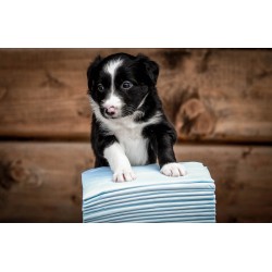 ZOLUX Maty absorbujące do nauki czystości 10 sztuk 45cm x 60cm (10szt.)