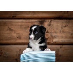 ZOLUX Maty absorbujące do nauki czystości 10 sztuk 45cm x 60cm (10szt.)