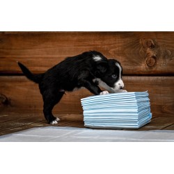 ZOLUX Maty absorbujące do nauki czystości 10 sztuk 45cm x 60cm (10szt.)