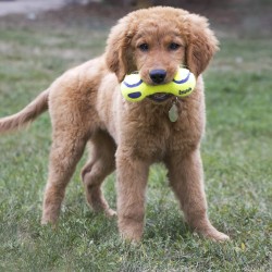 KONG AirDog Dumbbell S