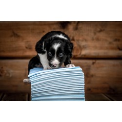 ZOLUX Maty absorbujące do nauki czystości 10 sztuk 60cm x 60cm (10szt.)