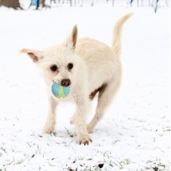 KONG CoreStrength Ball M