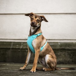 DINGO Szelki Bezuciskowe z dwupaskową regulacją - miętowe XS