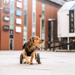 DINGO Szelki Bezuciskowe z dwupaskową regulacją - czarne L