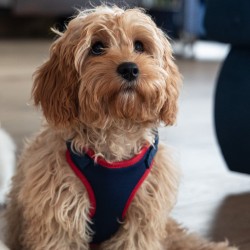 DINGO Szelki Bezuciskowe z dwupaskową regulacją - granatowe L