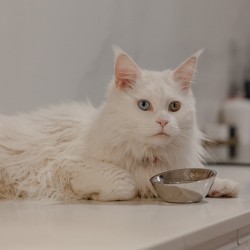 DINGO Miska metalowa owalna dla kota BAHIA 180ml