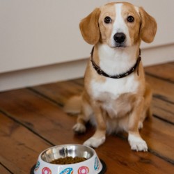 DINGO Miska metalowa antypoślizgowa BELLA 160ml