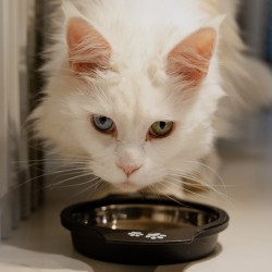 DINGO Miska metalowa z uchwytem antypoślizgowa dla kota SISI 230 ml