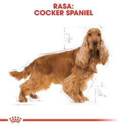 ROYAL CANIN BHN Cocker Adult 25 12kg PROMO Uszkodzenie