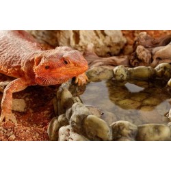 EXO TERRA Narożnikowa miska na wodę M 12.5 x 13 x 4 cm