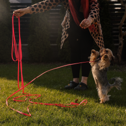 DINGO Smycz Treningowa z rączką Flex  - żółta 2 cm x 5 m