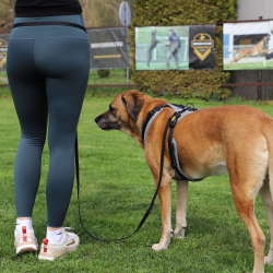 DINGO Pas sapacerowy z amortyzatorem 1,5 cm x 6 m - czarna