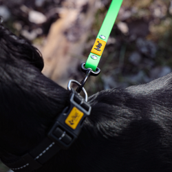 DINGO Smycz Treningowa z rączką Flex  - zielona 2 cm x 5 m