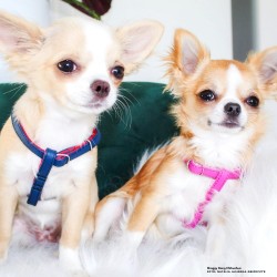 DINGO Szelki skórzane dla Yorka "New York" - Pomarańczowo-czarne