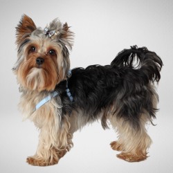 DINGO Szelki skórzane dla Yorka "New York" -  Jasnoróżowe