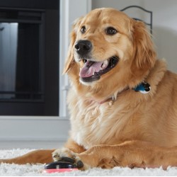 HUNGER FOR WORDS Talking Pet Next Words Locations - Lokalizacje