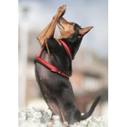 AMIPLAY Reflective Szelki regulowane Guard - Różowy S