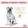 ROYAL CANIN BHN Labrador Retriever 5 - 12kg PROMO Uszkodzenie