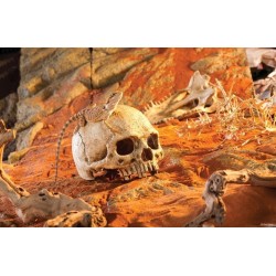 EXO TERRA Kryjówka Czaszka ludzka