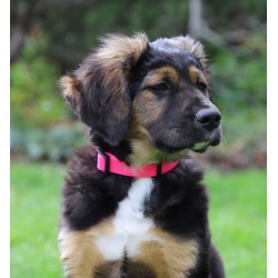 DINGO Obroża regulowana FLEX - żółta L