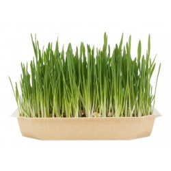 FAMILY FIRST Trawa dla kota w pojemniku 100g