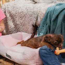 DINGO HugMe Legowisko 50 x 40 x 15 cm - różowe