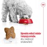 ROYAL CANIN Mini Adult karma sucha dla psów dorosłych, ras małych 4 kg