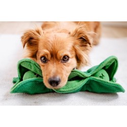 DOGLEMI Zabawka węchowa GROSZEK