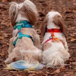 WAUDOG Nylon Recycled szelki anatomiczne w kształcie litery H z QR-paszportem gradient pomarańczowy M