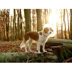 KRUUSE BUSTER Clic Kołnierz ochronny transparentny 7,5 cm