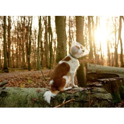 KRUUSE BUSTER Clic Kołnierz ochronny transparentny 15 cm