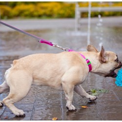 DINGO Smycz przedłużana Extra Energy - różowo-szara 1,6 x 220 cm